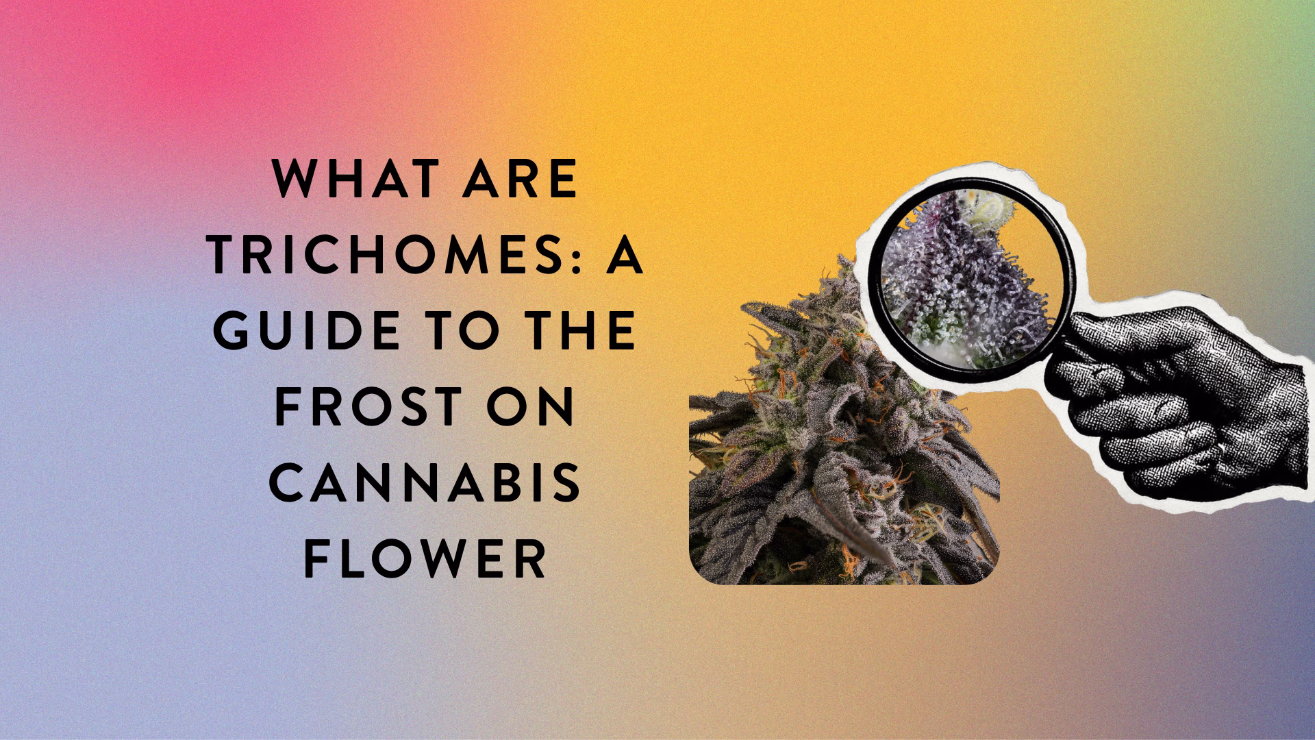 What Are Trichomes A Guide to the Frost on Cannabis Flower_BlogPost